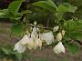 Halesia monticola